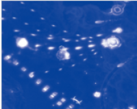 StarScript II First-strand cDNA Synthesis Mix