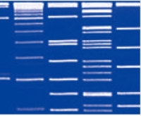 StarGreen DNA Dye 10,000×