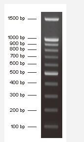Direct-load™ 100 bp DNA ladder