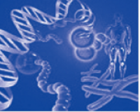 T4 DNA Ligase