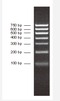 Direct-load™ PCR Marker II