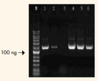 StarPrep Plasmid Miniprep Kit StarPrep