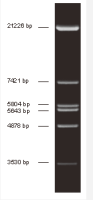 Direct-load™ λ DNA/EcoR I Marker