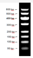 Direct-load™ 50 bp DNA ladder