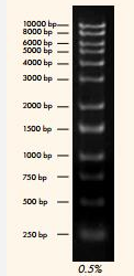 50×Swift DNA Electrophoresis Buffer(50 x 快速DNA电泳缓冲液)