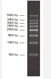 Direct-load™ 500 bp DNA Ladder