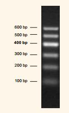 Direct-load™ PCR Marker