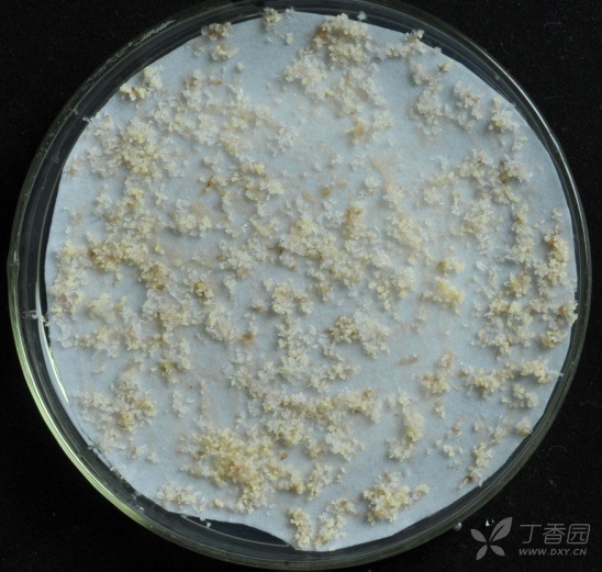 求教,关于体胚发生过程中,愈伤组织的平铺问题