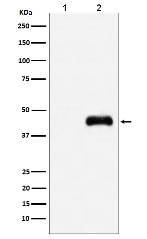 HA-Tag Mouse Monoclonal Antibody