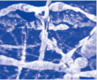 StarSpin Animal RNA Maxi Kit