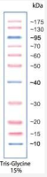 Direct-load™Color Prestained Protein Marker(10-175 k Da)