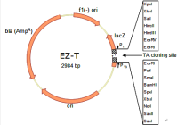 EZ-T™ Fast Ligation Kit