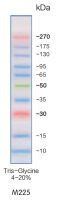 Direct-load™Color Prestained Protein Marker(10-270 kDa)