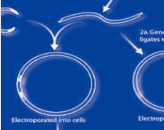 BL21(DE3) Chemically Competent Cells