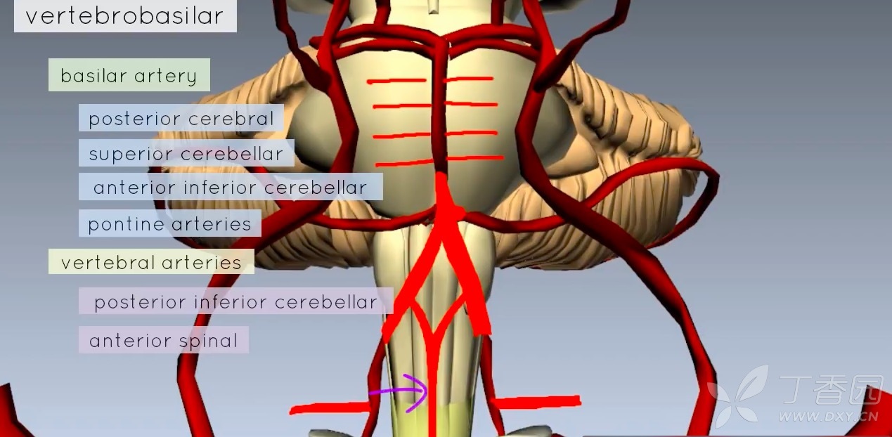 最详细的大脑 willis 环(3d 动画)讲解