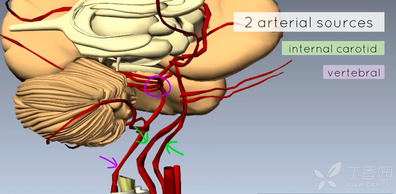 最詳細的大腦 willis 環(3d 動畫)講解