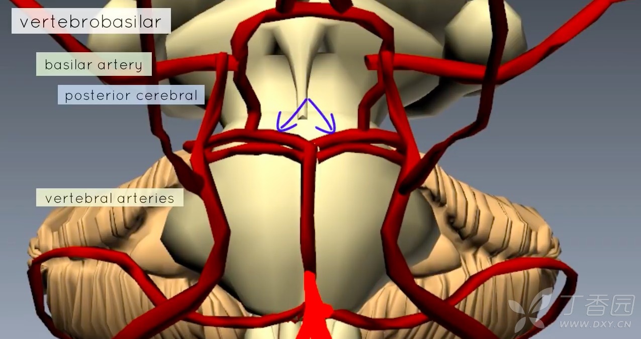 大脑动脉环3d图图片