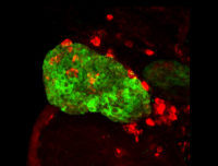原位杂交定制服务（威斯腾生物-中关村生物医学研发检测共享平台！）
