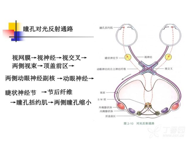 精彩幻灯:昏迷患者的神经科查体