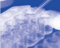 StarGlow Annexin V-FITC/PI Apoptosis Detection Kit