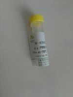 β淀粉样肽1-42单克隆抗体 Mouse Anti-beta-Amyloid (1-42) antibody