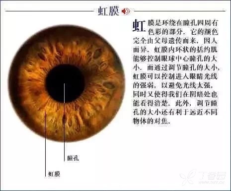 丁香园论坛