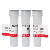 神经网蛋白CopineVI抗体优惠