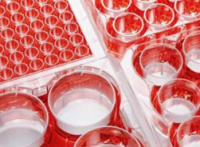 IM-9(IM9);人外周血B淋巴细胞