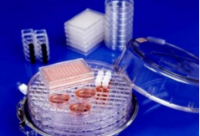 293T;人胚肾细胞