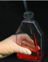 NCI-H520;人肺腺鳞癌细胞