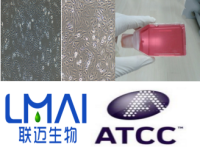 BS-C-1（非洲绿猴肾细胞）