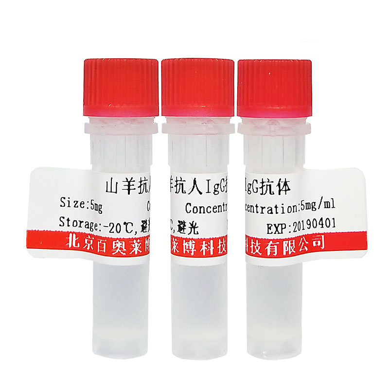 原钙粘蛋白γB5抗体北京价格
