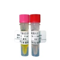 北京MAS1癌基因抗体现货价格