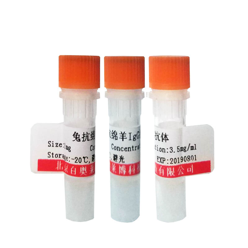 北京K28266型血清应答因子结合蛋白1抗体厂家