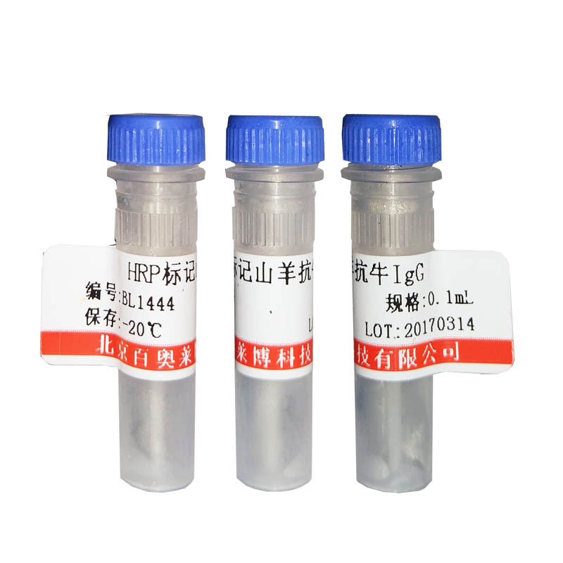 北京磷酸化CREB-1抗体大量库存促销