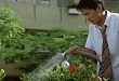 「丁丁」也能移植了，有人愿意捐吗？
