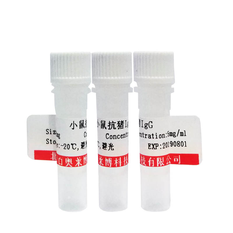 北京现货K11879型胱抑素C/半胱氨酸蛋白酶抑制剂C抗体销售
