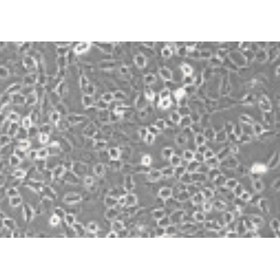 T24膀胱癌细胞