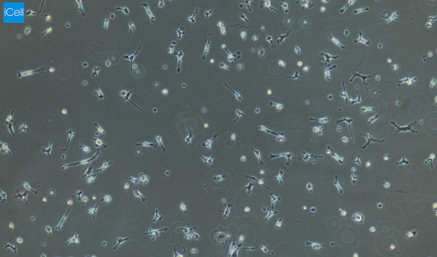 小鼠肺巨噬细胞/SD大鼠神经胶质细胞/猪骨骼肌细胞/免疫荧光鉴定