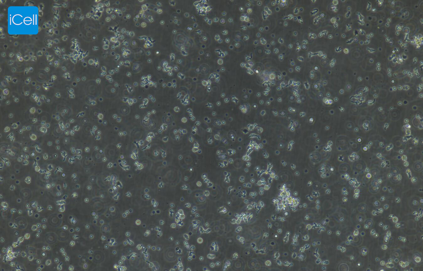 小鼠NK细胞/免疫荧光鉴定/镜像绮点（Cellverse）