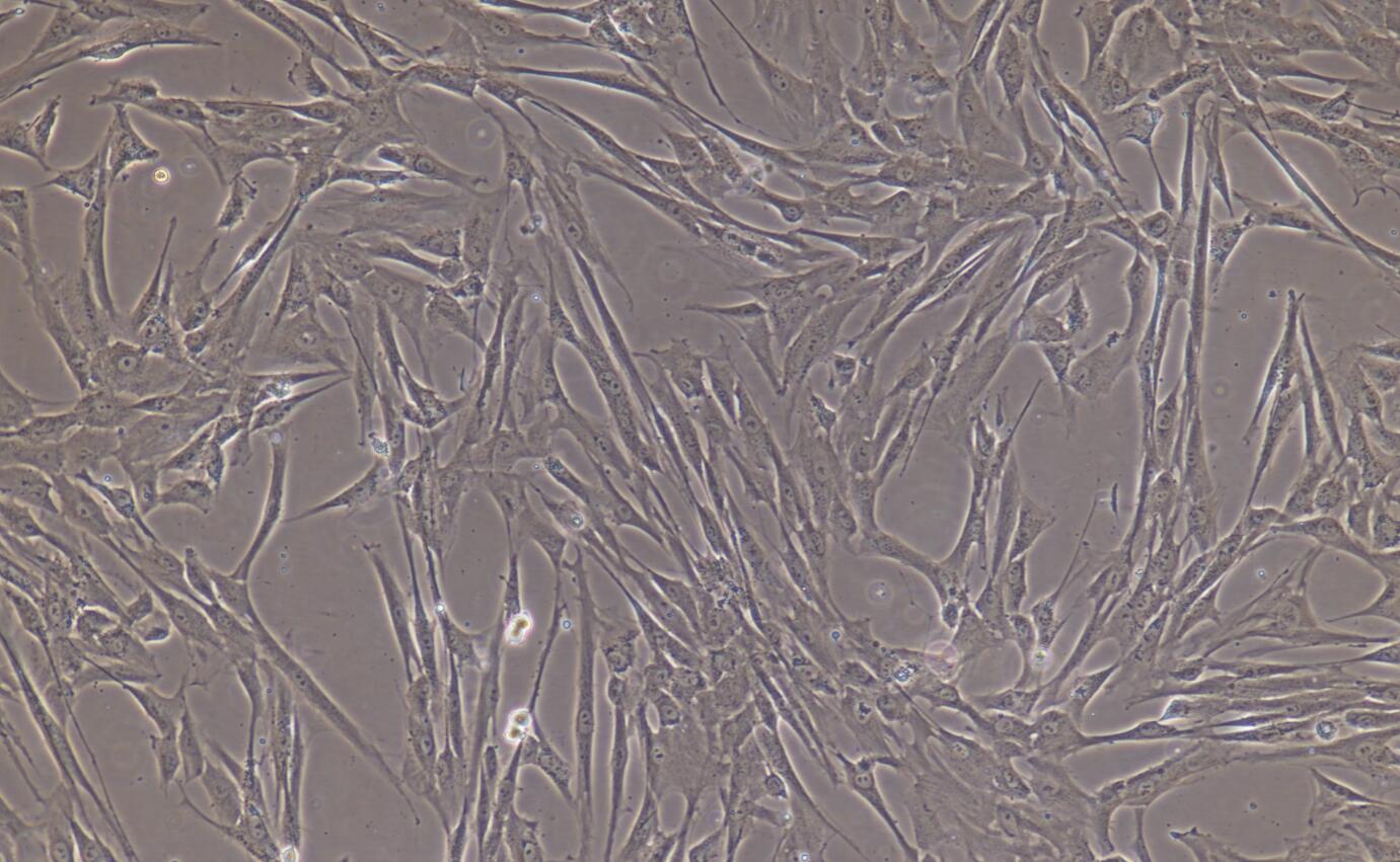 大鼠骨髓间充质干细胞/免疫荧光鉴定/镜像绮点（Cellverse）