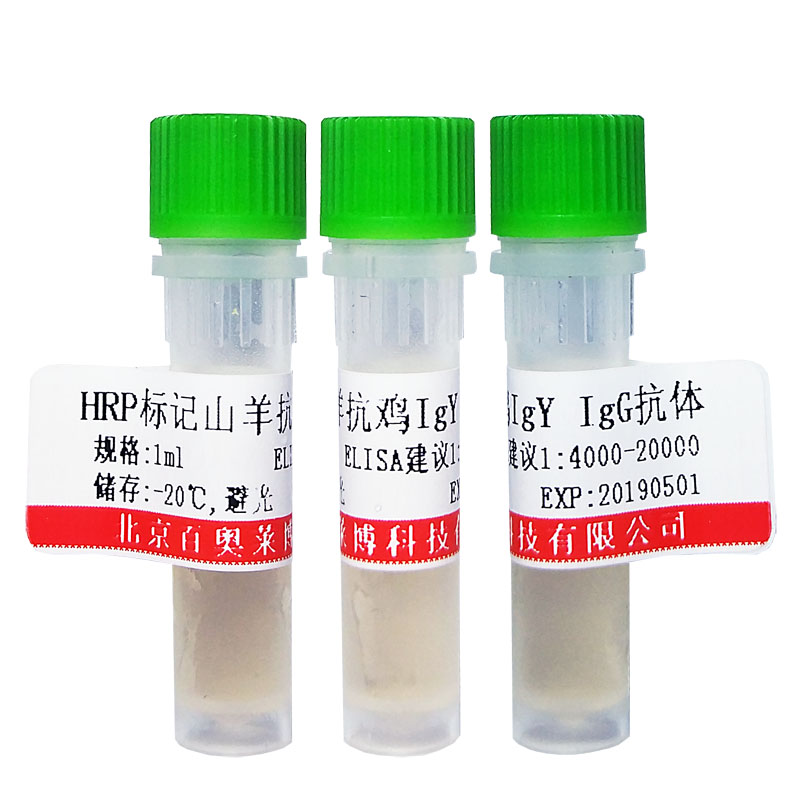 PGAM1 抗體 一抗