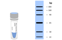 DNase footprinting Marker-Biotin/DIG