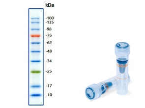10-180kDa蛋白Marker