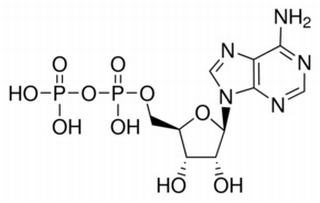 二磷酸腺苷