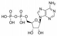 二磷酸腺苷