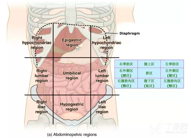 腹部,消化道解剖图谱