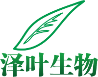 FOXO luciferase reporter plasmid （FOXO-Luc荧光素酶报告基因质粒）