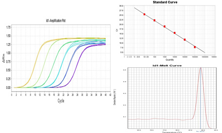 實時熒光定量PCR（realtime PCR）