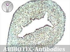 华拓生物美国ABBIOTEC抗体，蛋白，多肽 8.8折促销活动